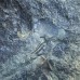 Paradoxides gracilis